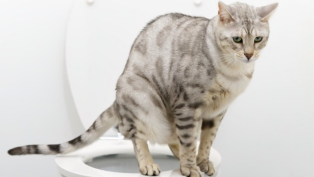 寵物｜貓下泌尿系統疾病預防 - 星島頭條